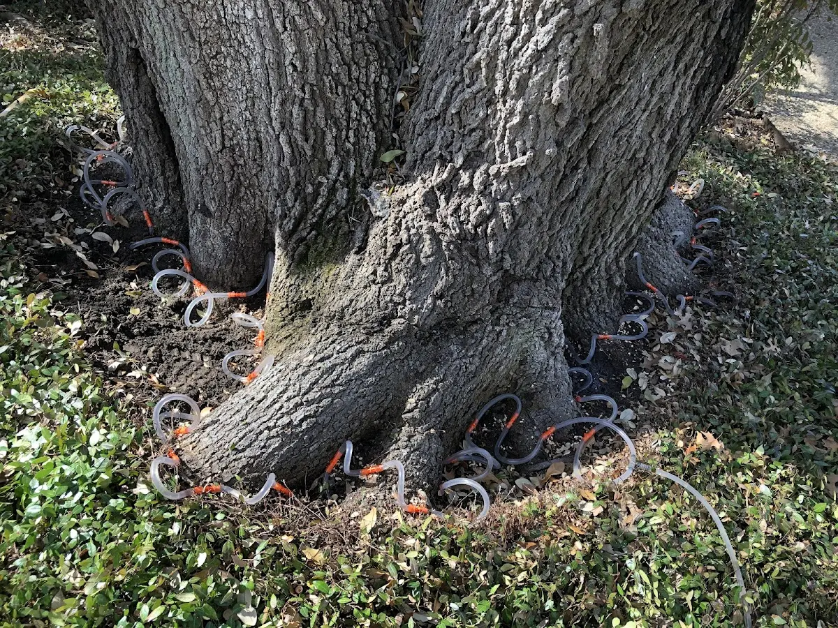 Detailed Tree Cabling and Bracing job site in Avon Lake